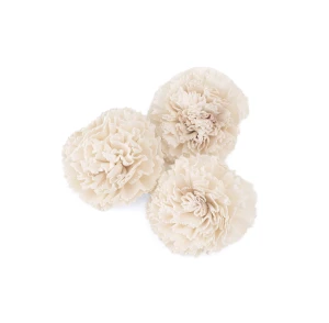 Shola-Blume – weiße Margerite  6 cm (1) (1) (1)