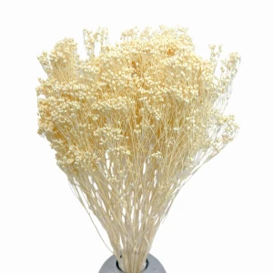 Broom Bloom getrocknet gebleicht – Ginster – getrocknete Blüten (1)