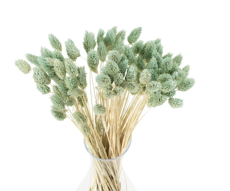 Phalaris suszony miętowy