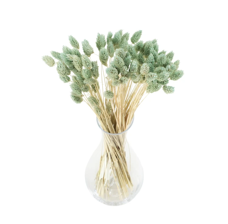 Phalaris suszony miętowy