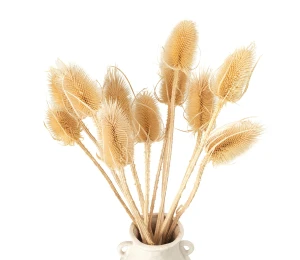 Getrockneter Distel, gebleicht – Borsten – 10 Stück