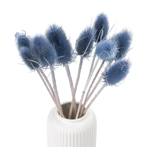 Getrockneter blauer Distel – Borsten – 10 Stück