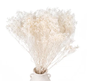 Broom Bloom getrocknet gebleicht – Ginster – getrocknete Blüten