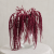 Amaranthus stabilizowany bordowy