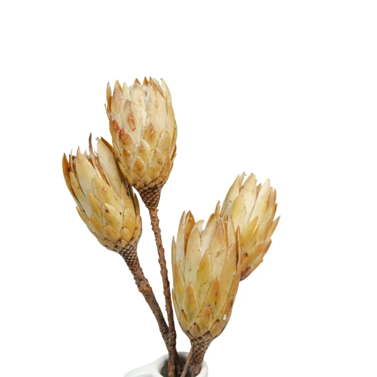 Suszona protea biała