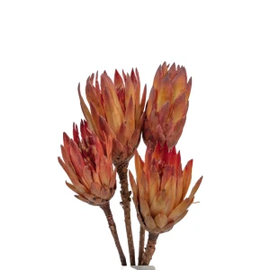 Getrocknete natürliche Protea – getrocknete Blüten