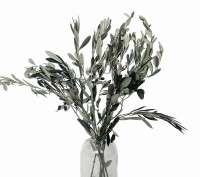 Preserved olive leaves