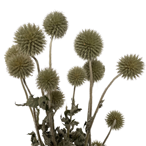 Getrockneter Echinops (Echinops) – getrocknete Blüten – Strauß